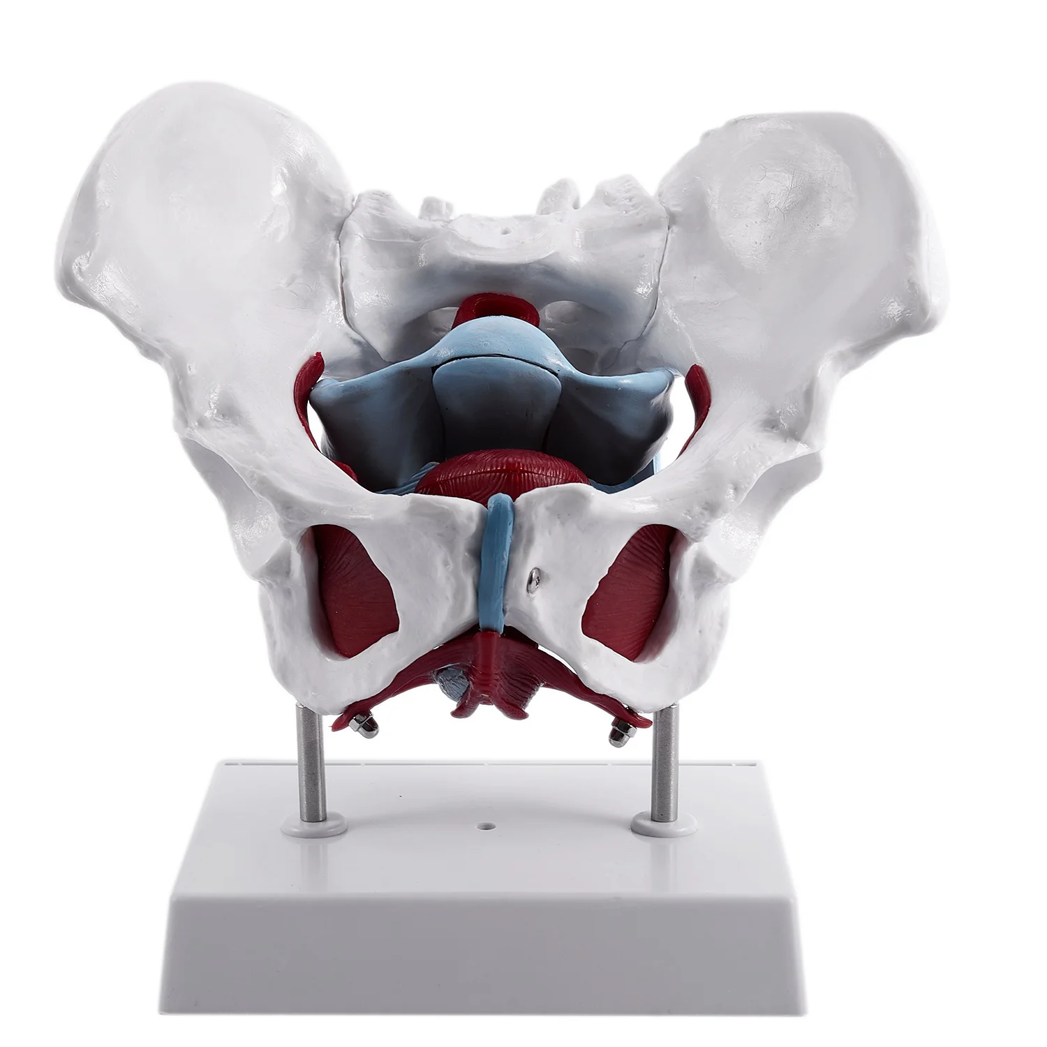 RA-Female Pelvis and Reproductive Organs Model Female Bladder Pelvic Floor Muscle Rehabilitation Anatomical