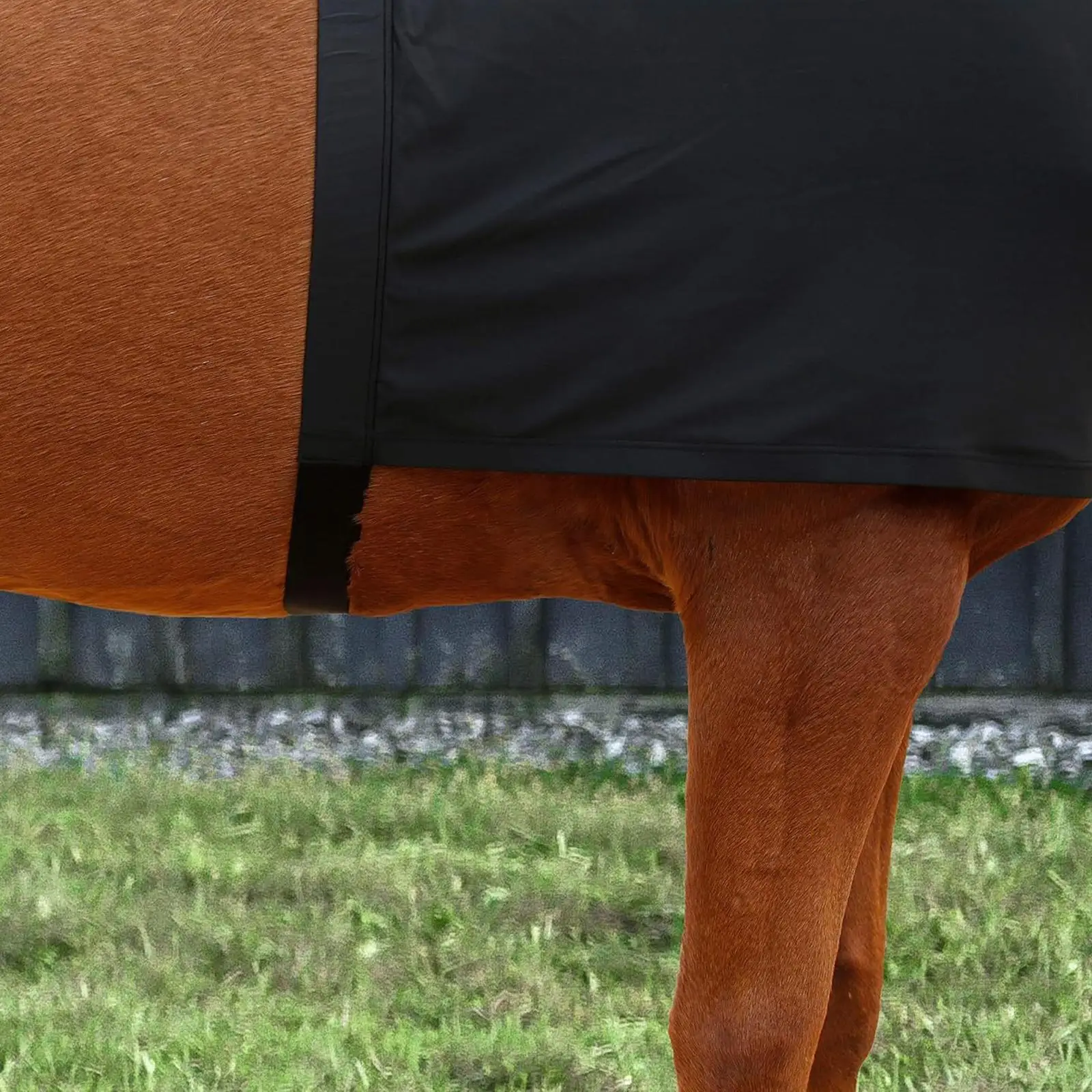 الحصان الكتف الحرس دنة القماش إريان الملحقات المناسب حامي #5