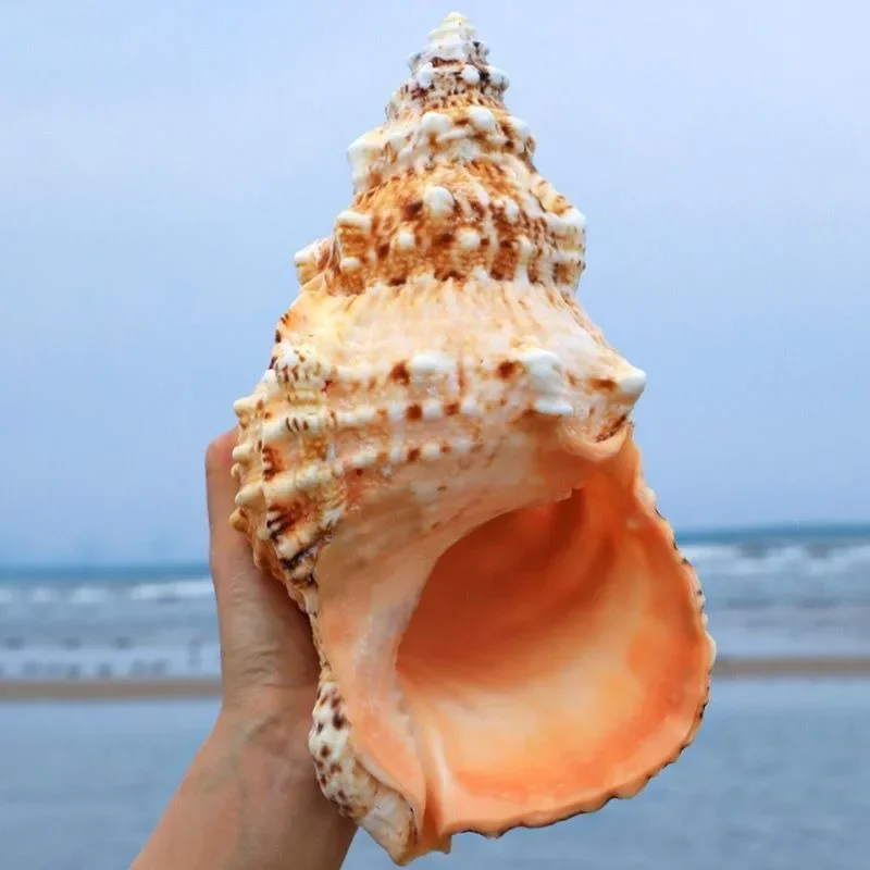 Large Shell Natural Conch  Aquarium Decoration Landscaping Succulent Flowerpot Creative Gifts Large Navigation Can Be Blown