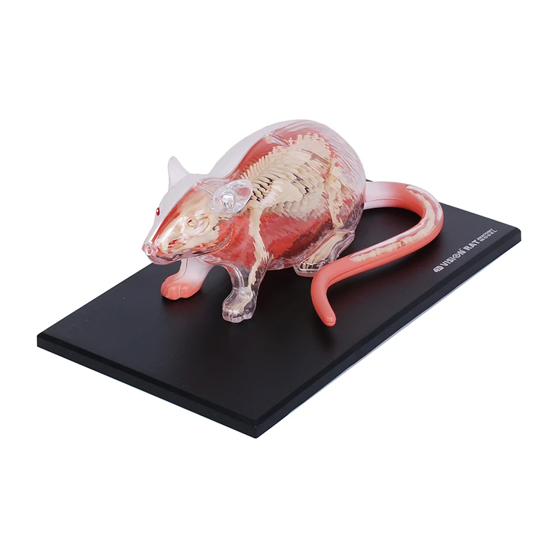 32 Parts White Mouse 4D Master Animal Anatomy Model Detachable Organs Body Medical Science Educational DIY Toys Gift