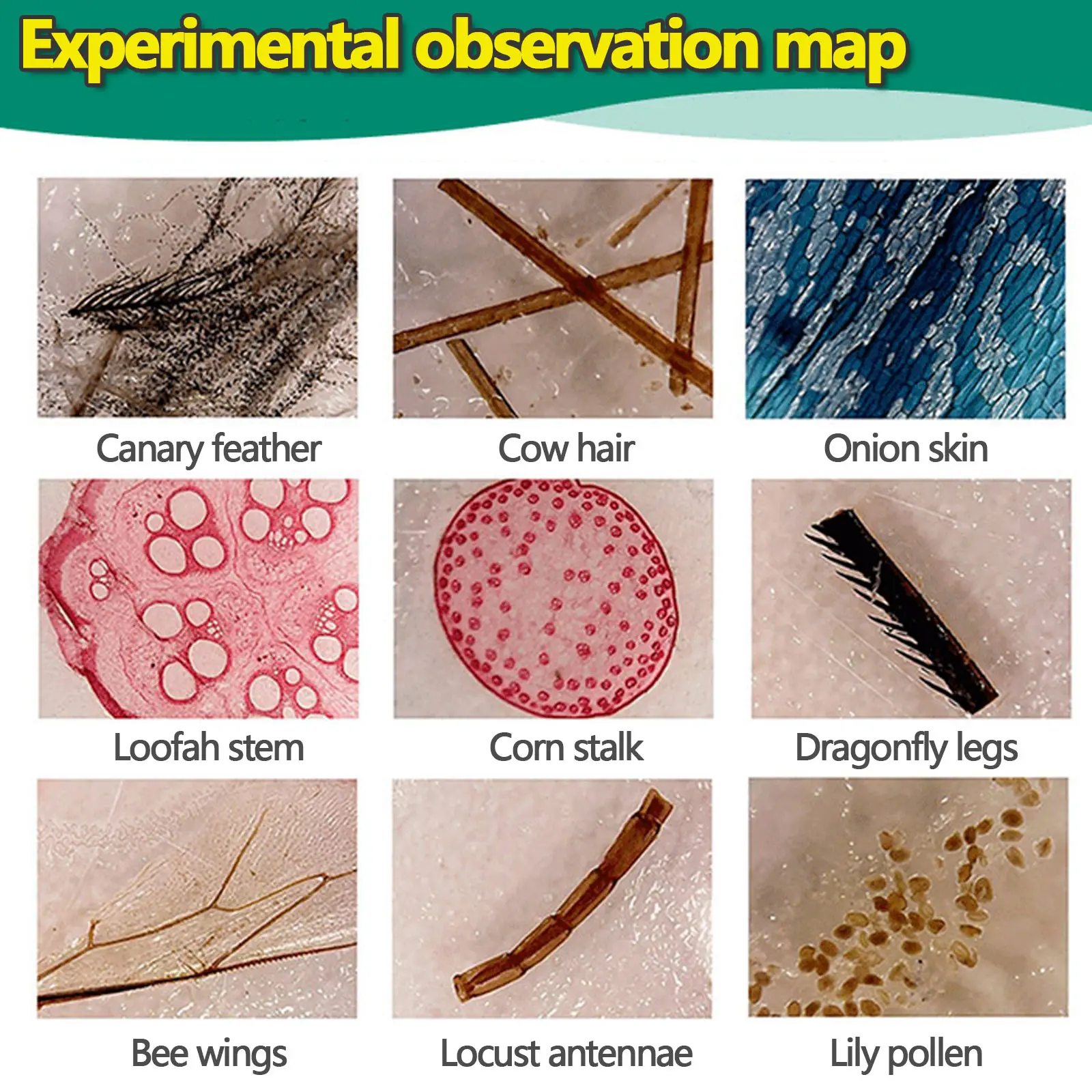 Microscopio preparado de plástico para niños, portaobjetos de 48 piezas, muestras de especímenes orgánicos de plantas, insectos, animales, suministros educativos de Ciencia