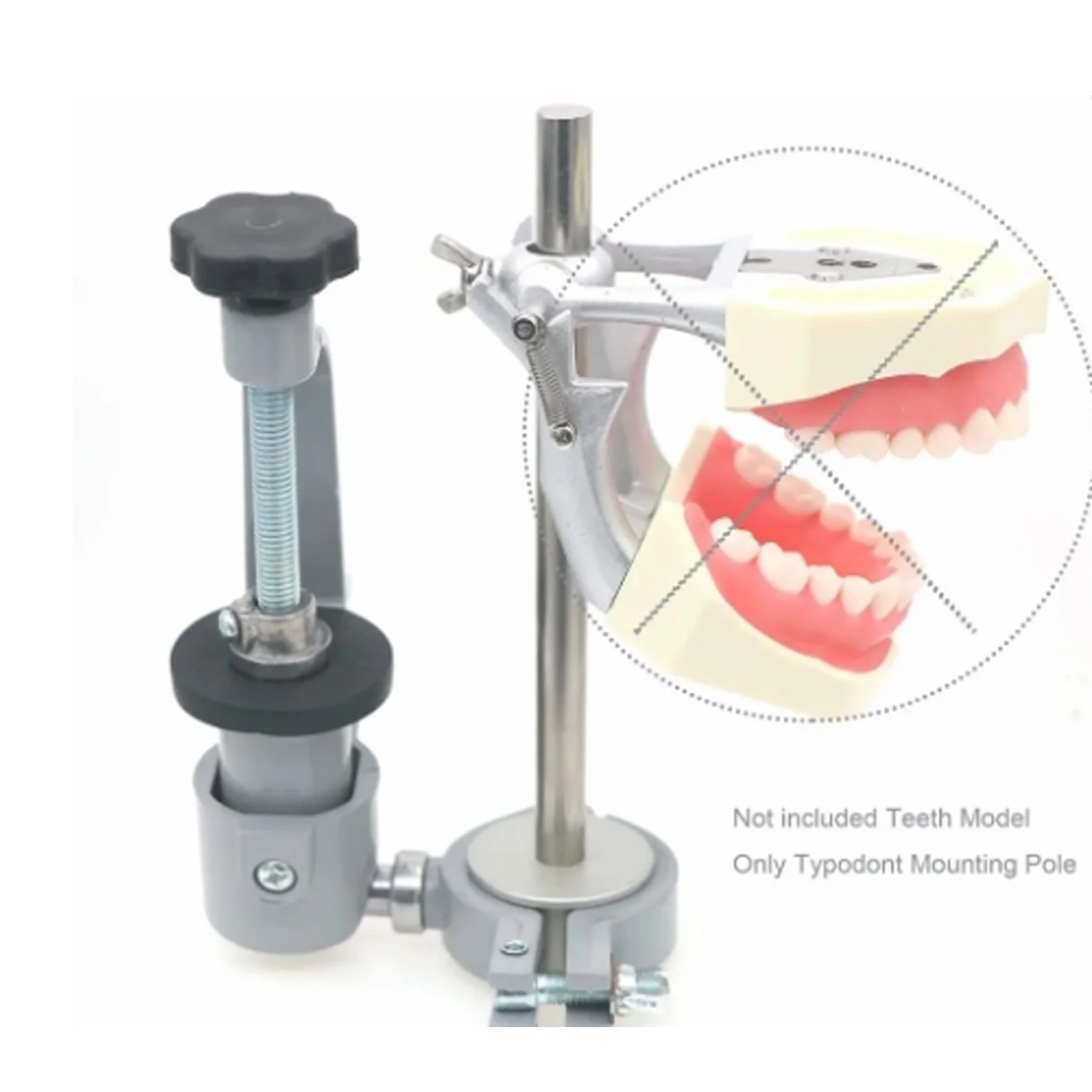 

Стоматологический монтажный стол Typodont Fit Kilgore Nissin Columbia Frasaco Зубная модель, адаптируемая для стульев или стола