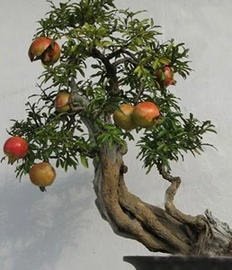 factory wholesale ornamental fake artificial pomegranate fruit trees , decorative artificial pomegranate with best price