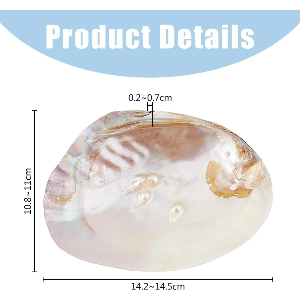 Shell Jewelry Dish Tray Seashell Ring Holder 14.2x10.8cm/5.6x4.3inch Decorative Trinket Dish Stand for Earring Necklace
