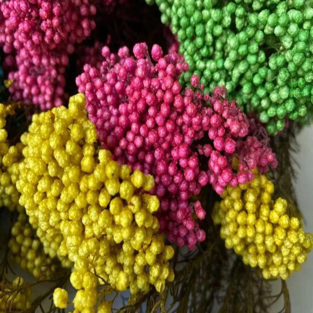 Natural Dried Preserved Eternal Millet Flowers Real Rice Flower Arrangement Flores Bouquet Home House Country Wedding Decoration
