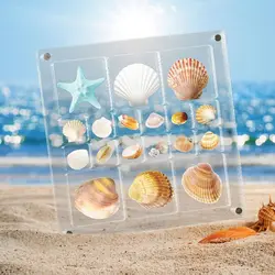 Magnetic Seashell Display Box Clear Seashell Storage Box Transparent Plastic Mini Seashell Collection Case Small Craft Organizer