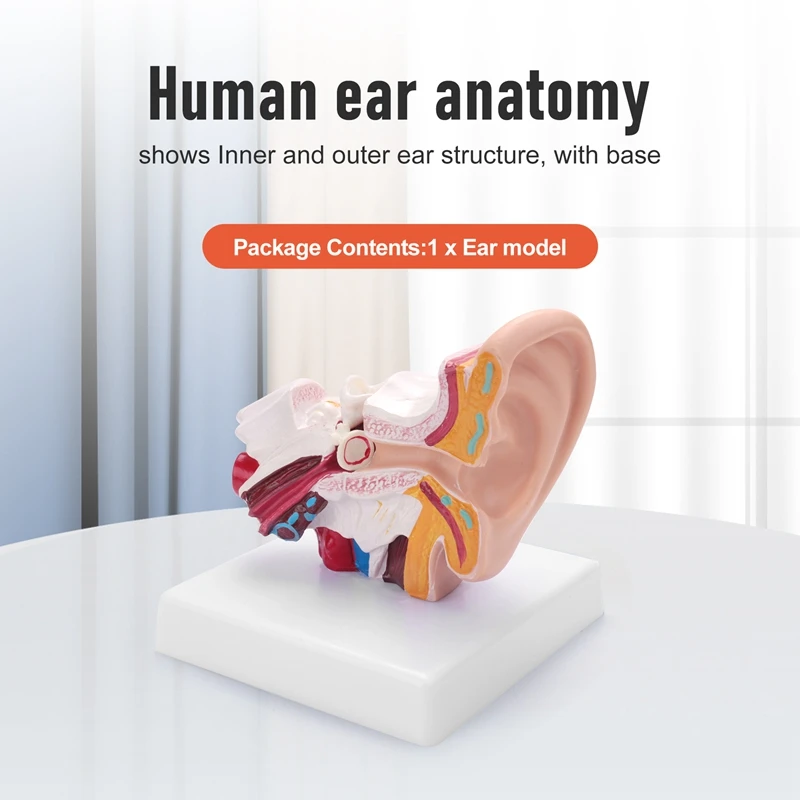 1.5 Times Human Ear Anatomy Model Showing Organs Structure Of The Central And External Ears Teaching Supplies