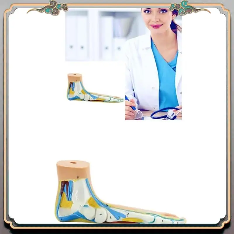 

Durable Foot Anatomy Model, Human Anatomy Foot Model, Normal Flat Arched Foot Model, Human Foot Muscle Model Flat Feet