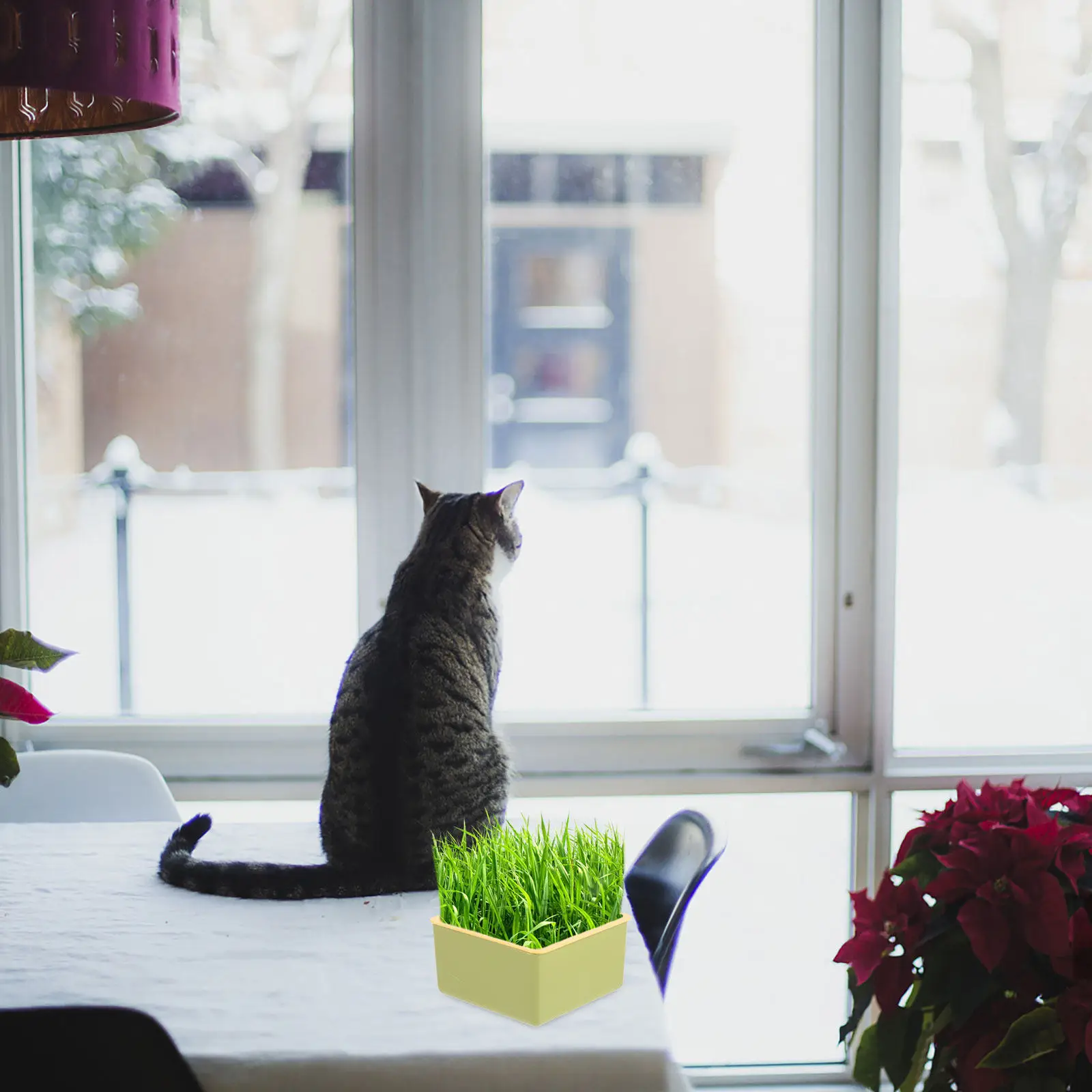 

Hydroponic Cat Grass Planting Box Soilless Practical Durable Home Use Indoor Outdoor Easy Clean Lightweight Cat Grass Planter