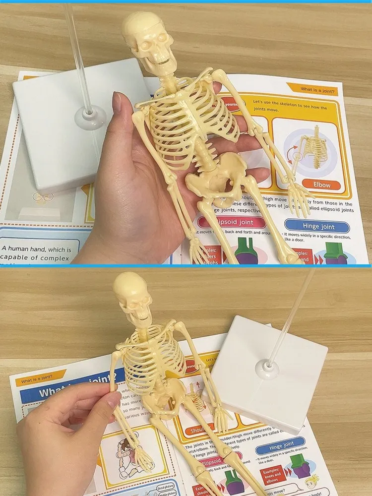 Teaching aid for human skeleton model, popular science equipment, scientific experiment toy.