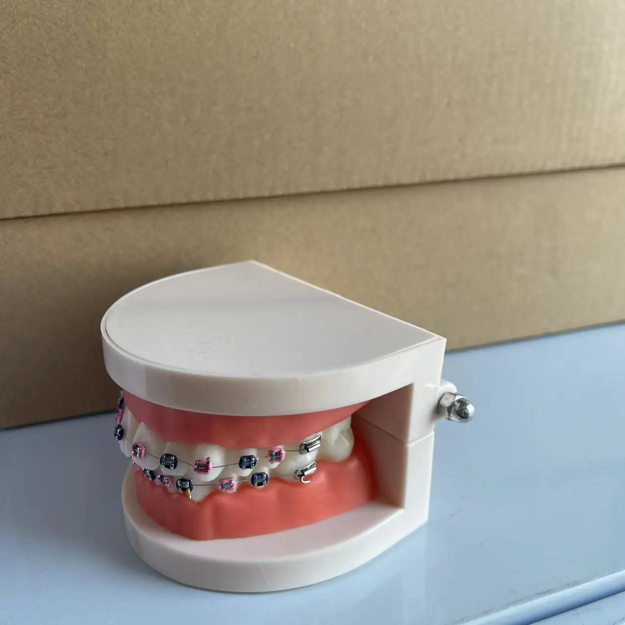 Adult Orthodontic Teeth Model Dental Teaching Tool Drop Shipping
