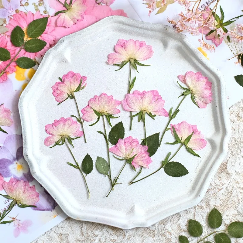 12 pièces, fleurs séchées pressées véritables pour coque de téléphone, DIY, rose rose, fournitures d'artisanat en résine UV, scrapbooking, aromathérapie, fabrication de bijoux
