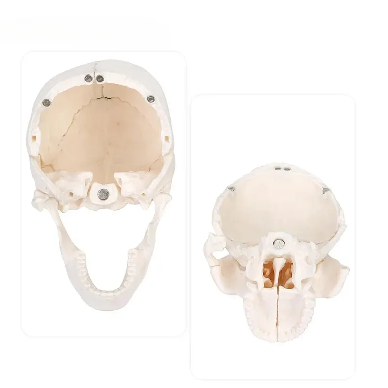 Anatomy 15 Parts 4D Disassembled White Mini Skull Anatomical  Model Human Detachable Skull Puzzle Medical Teaching Tool