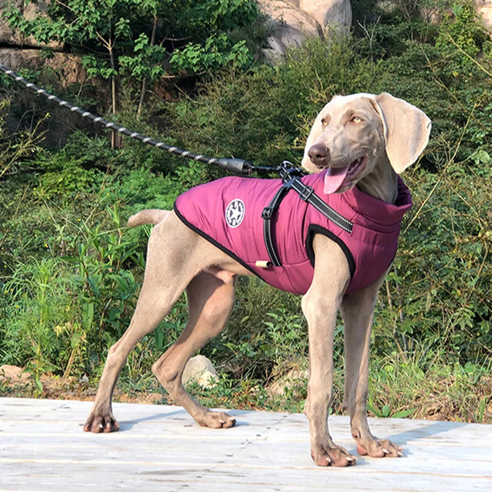 Chaqueta de invierno para perros, impermeable y reflectante, para perros pequeños y medianos, Weimaraner, Golden Retriever, ropa para perros