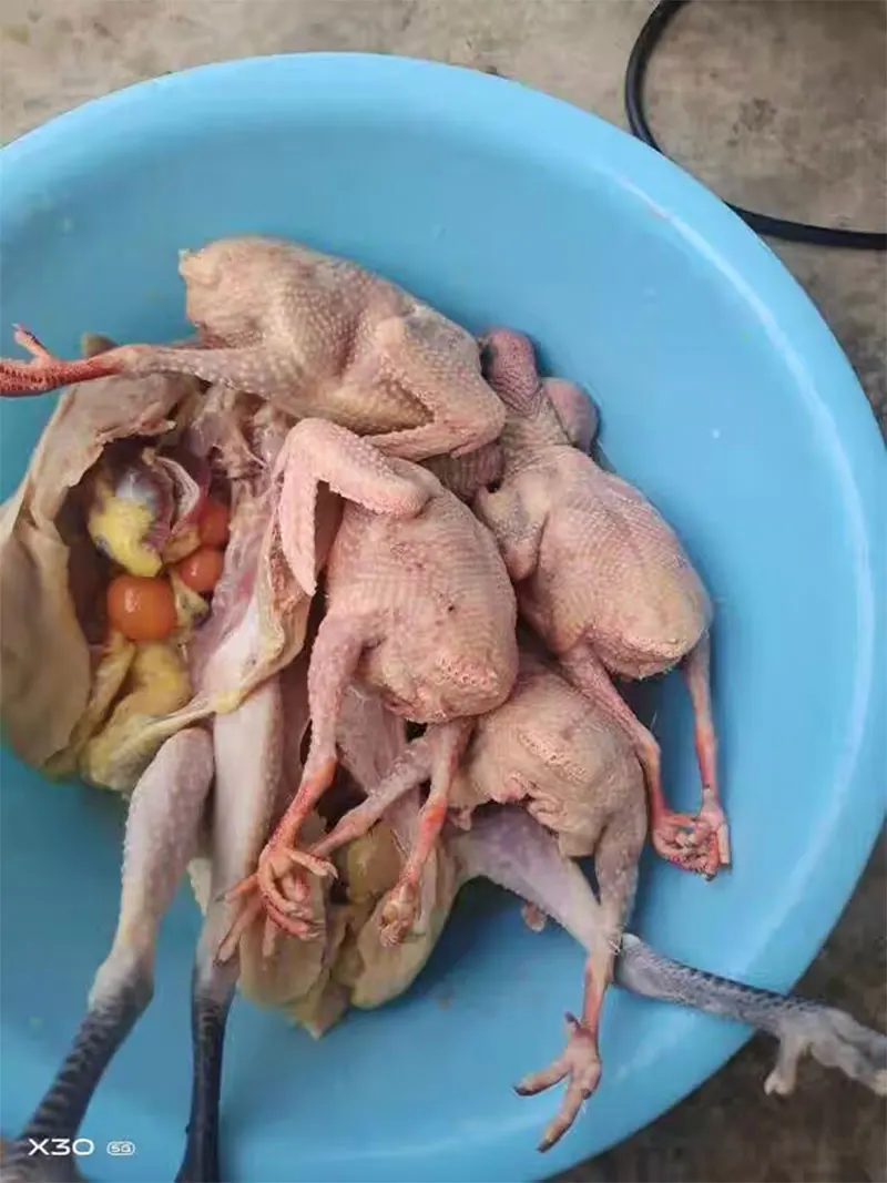 Plug-In Charging Poultry Electric Hair Plucking Device Feather Removal Machine Chicken Duck Goose Automatic Epilator Dehairing