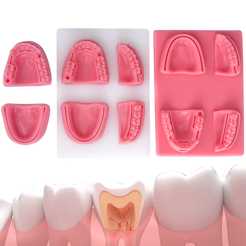 Dentaire Silicone peau artificielle Oral faux dentisterie Types courants plaies dentaires fausse peau Suture pratique formation dentiste Kit
