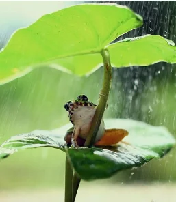 

Неинвазивный Dep для подтяжки лица, Dermo, электропорация, средство против морщин, усиливает коллагеновое производство, косметическая машина