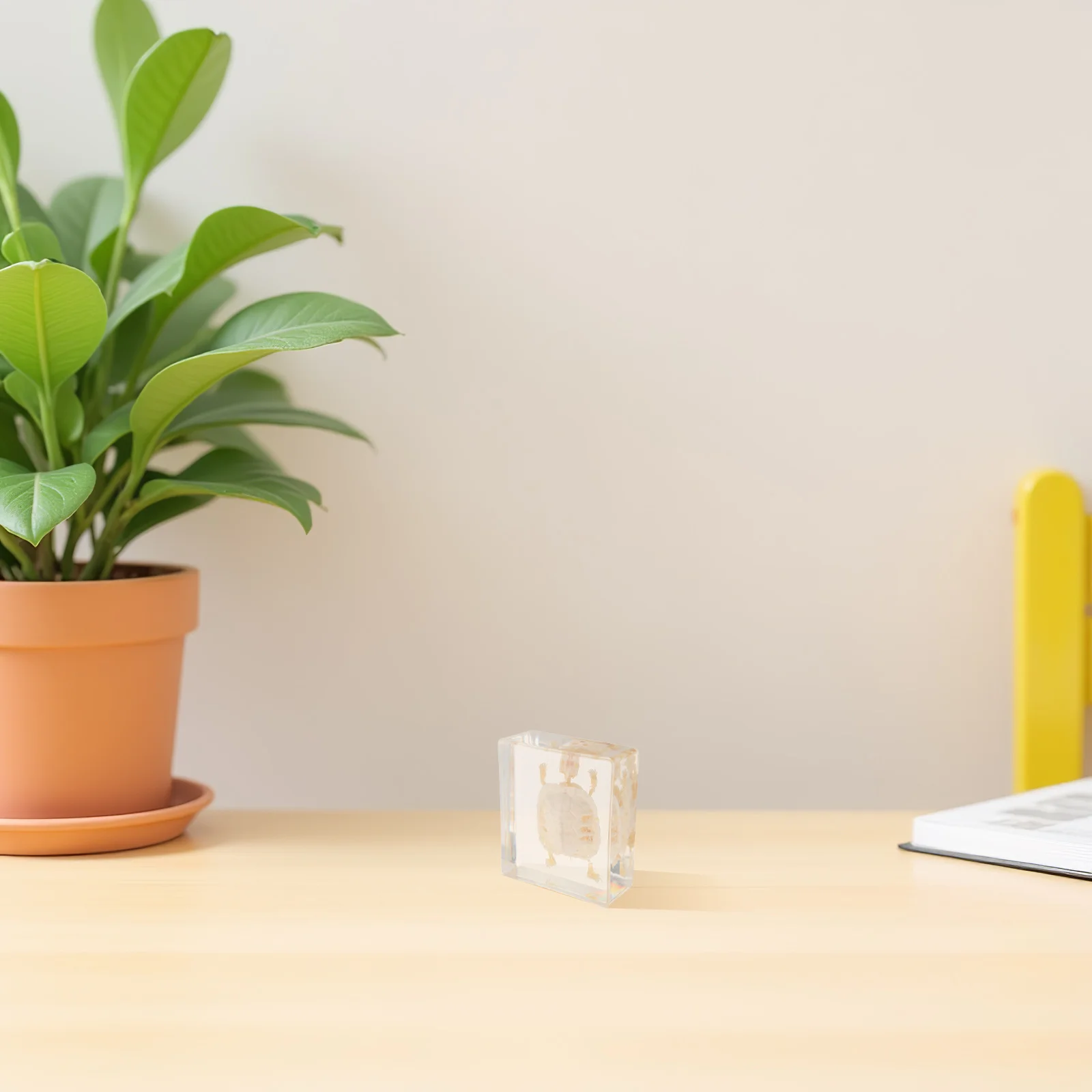 Authentic Brazilian Turtle Specimen for Educational Display Biology Science Anatomy Study Real Animal Bone Structure