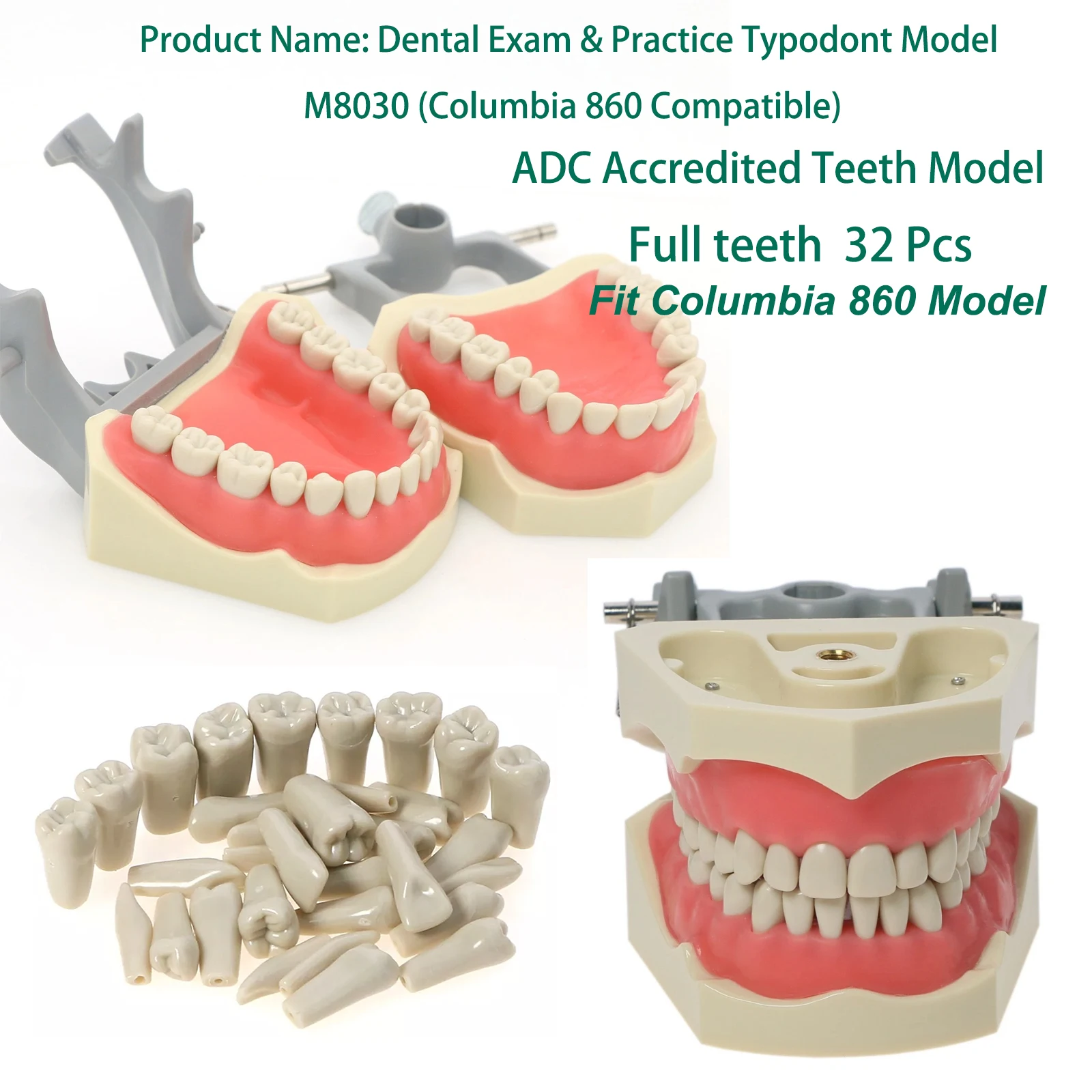 Modelo de Dientes para Práctica/Examen Dental, Modelo de Dientes Acreditado por ADC, 32 Piezas Removibles, Compatible con el Sistema Columbia 860