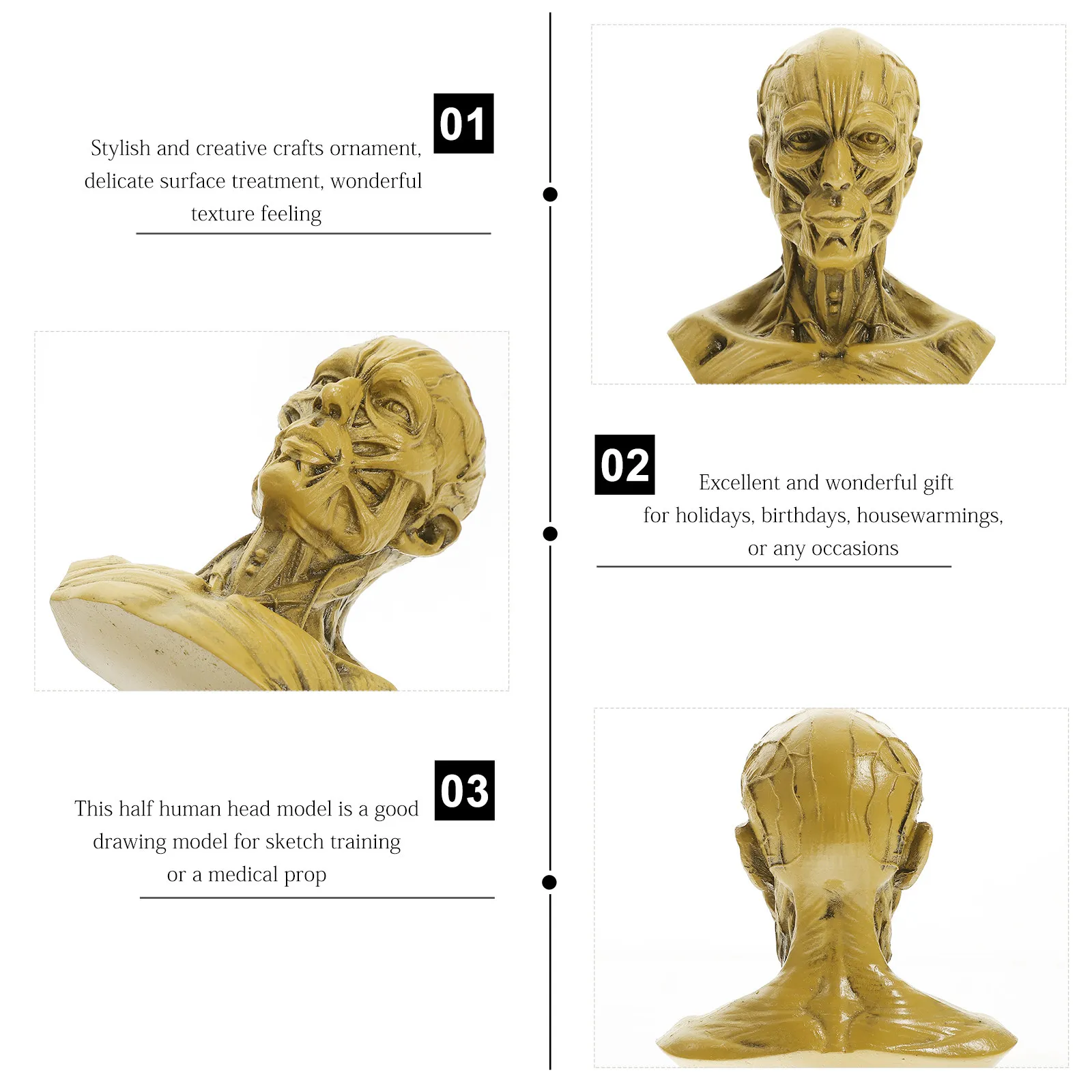 Skull Anatomy Desktop Head Statue Painting Muscle Drawing for Students Resin Sketch Figurine
