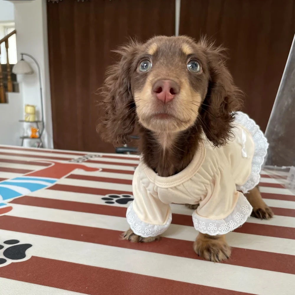 Vestido azul con lazo para perros salchicha pequeños y medianos - imagen 3