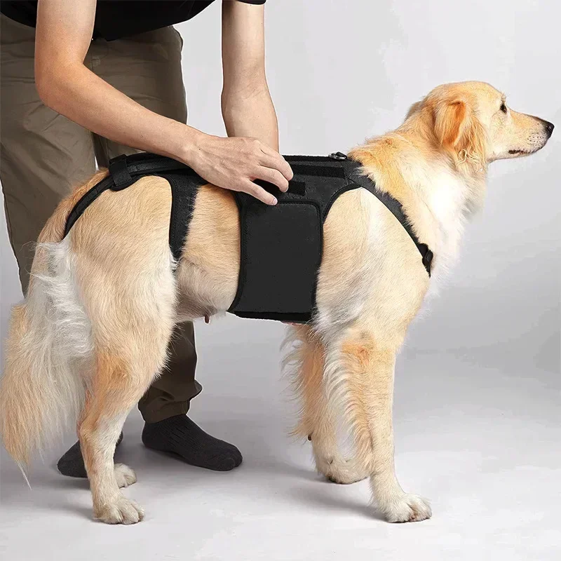 

Comfortable and Supportive Pet Clothing Disc Protection and Recovery Dog Vest for Spinal Assistance