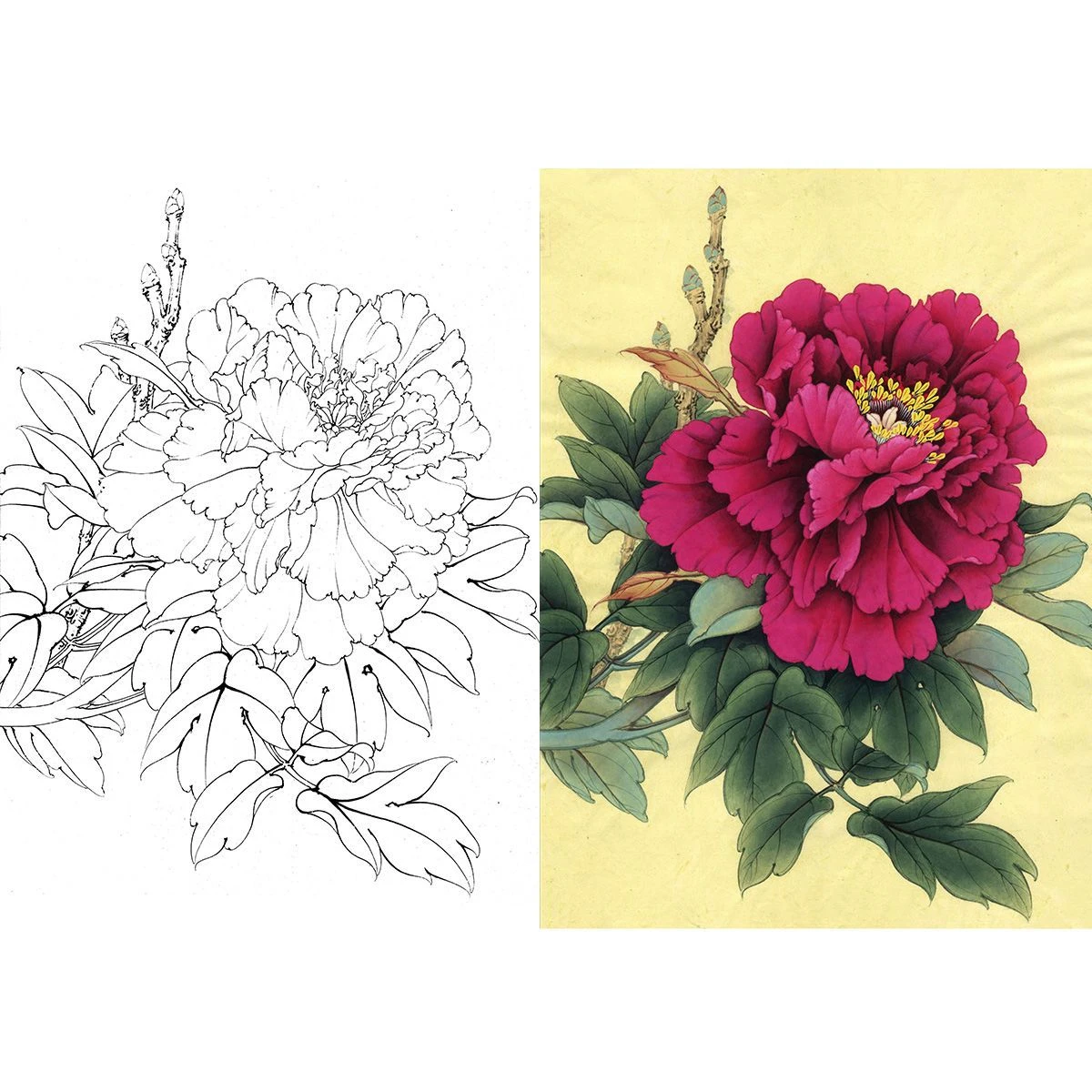 Meticulous Painting Manuscript ChineseFlower Bird Peony Line Draft Beginner Copying Coloring Ripe Xuan Paper Gongbi Line Draft