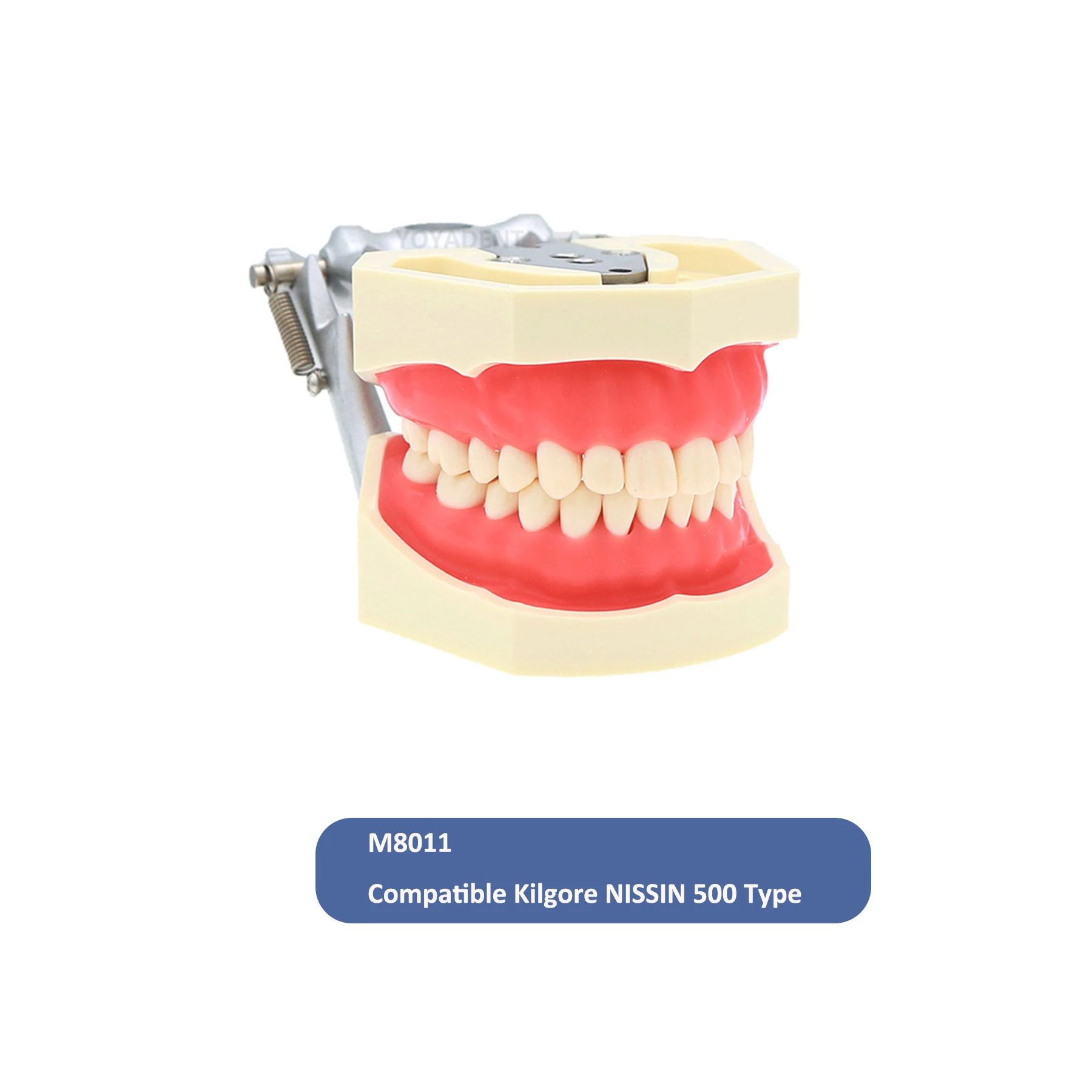 28/32 Dental Teeth Model Dental Pratice Training Typodont Models Removable For Kilgore NISSIN Simulation Cheek Demo