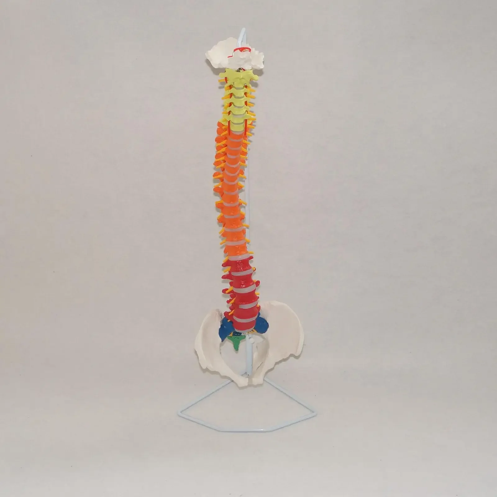 PVC Colored Didactic Flexible Spinal Column Anatomy Model Human Skeleton Specimen Human Life Size 1:1 Medical Model Spinal