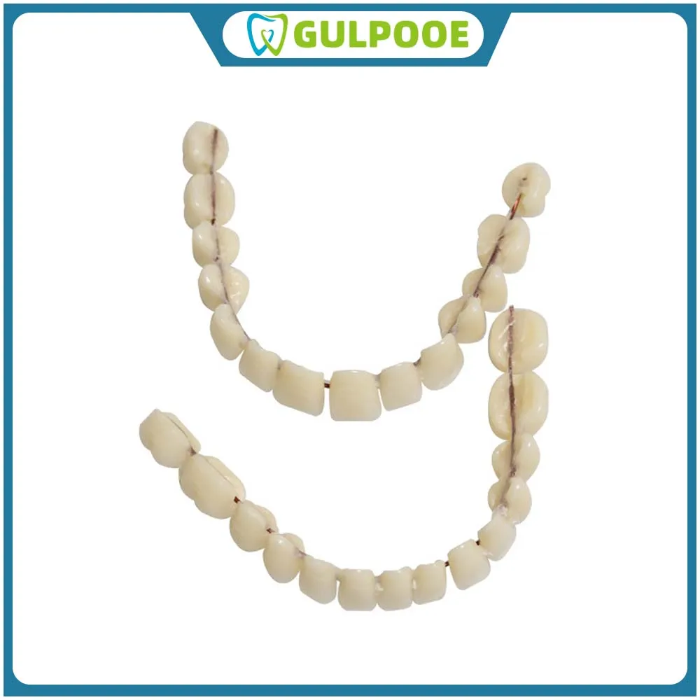 GULPOOE 28 Pcs/Bag Resin Denture False Teeth Easy To Use Make Your Own Dental Training Models Make Your Own Improve Smile Dental