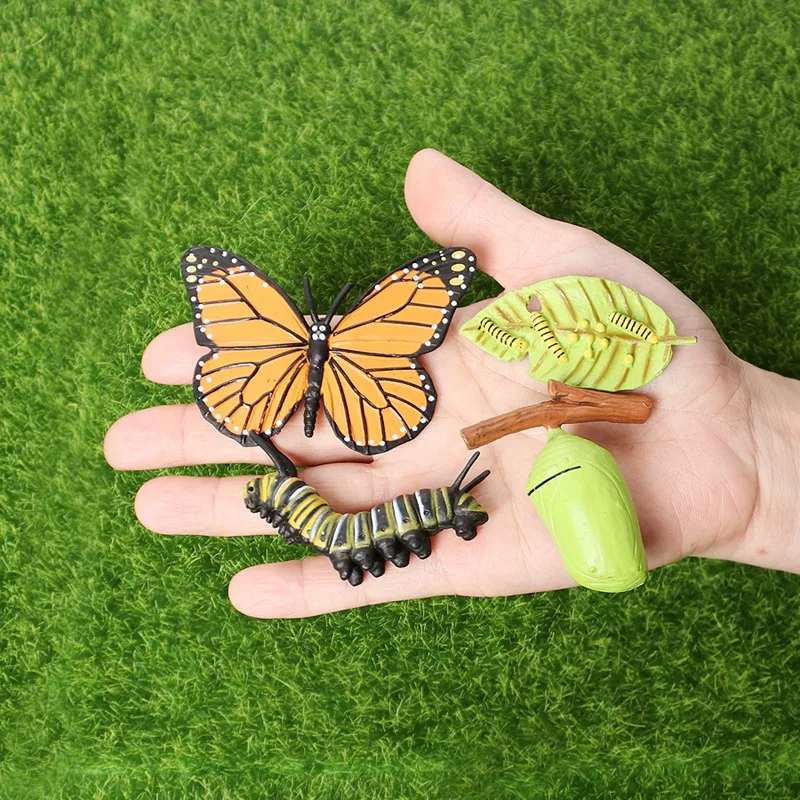 AM-Simulation Life Cycle Figurine of a Butterfly Growth Cycle Insect Animals Educational Biology Science Toy