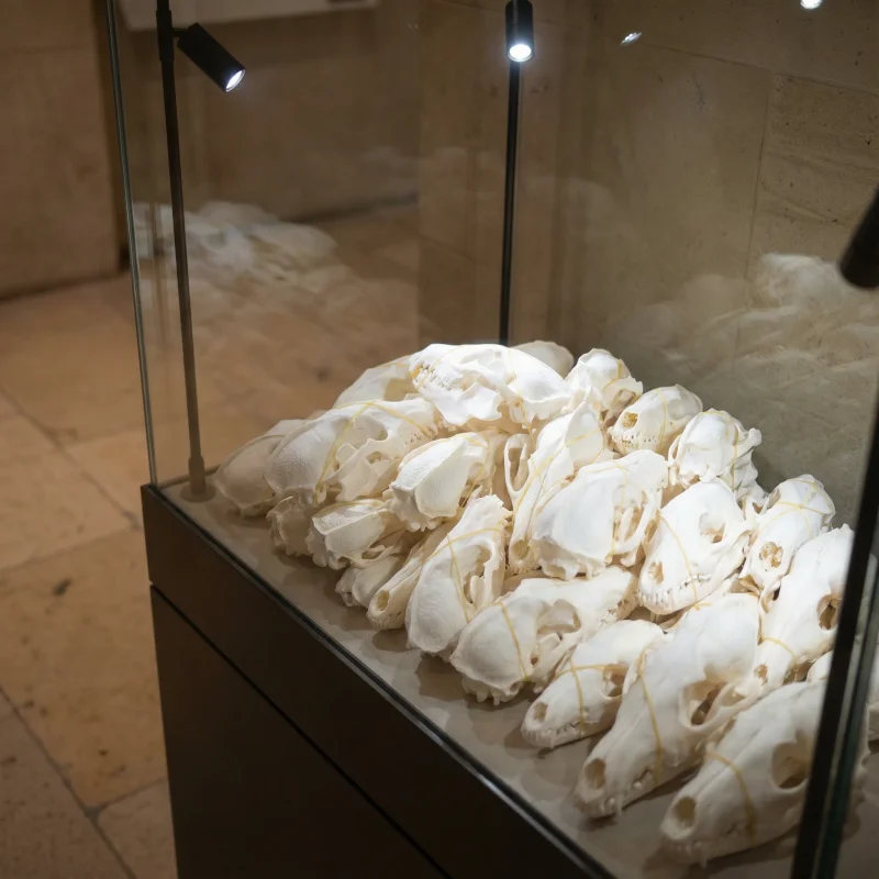 

1-100 PCS Real Raccoon Skull Decorations Educational Models Collectibles Real Animal Bone Specimens Unique Gifts