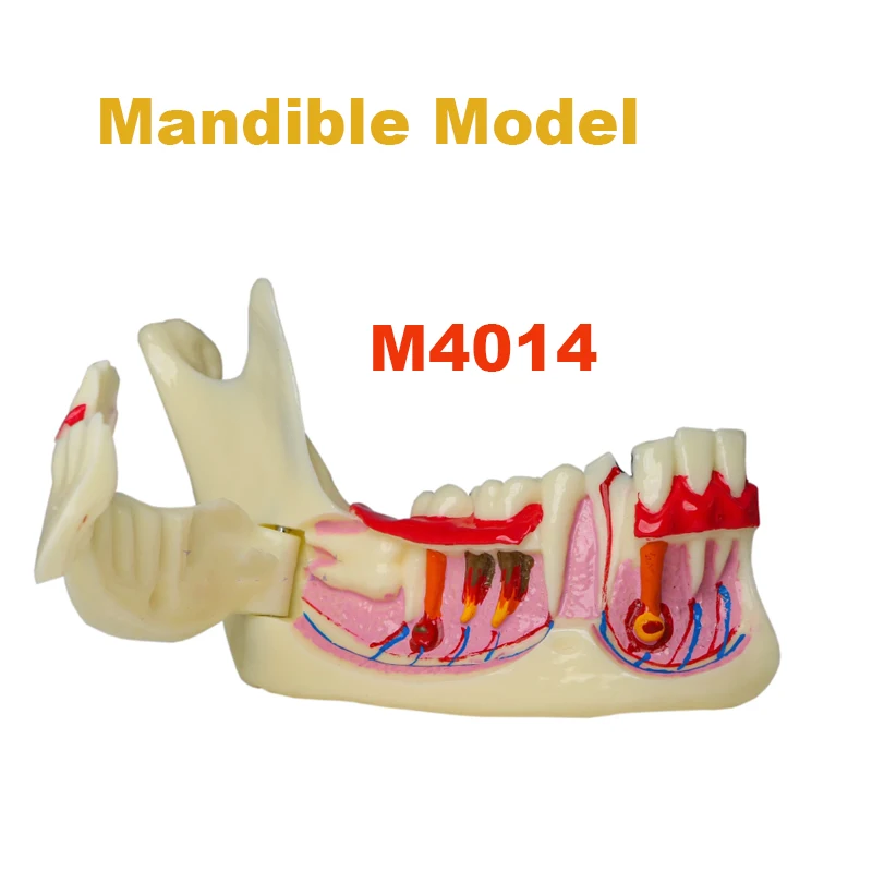 Dental Mandible Tissue Anatomical Model Endodontic Treatment Model Anatomy of Gums Dentist Teach Study Demonstration Teeth Model