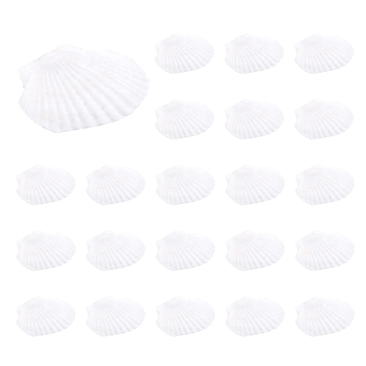 Scallop shell25Pcs Natural Scallop Shell, Special for Handmade DIY Production Handmade DIY Coloring Shell