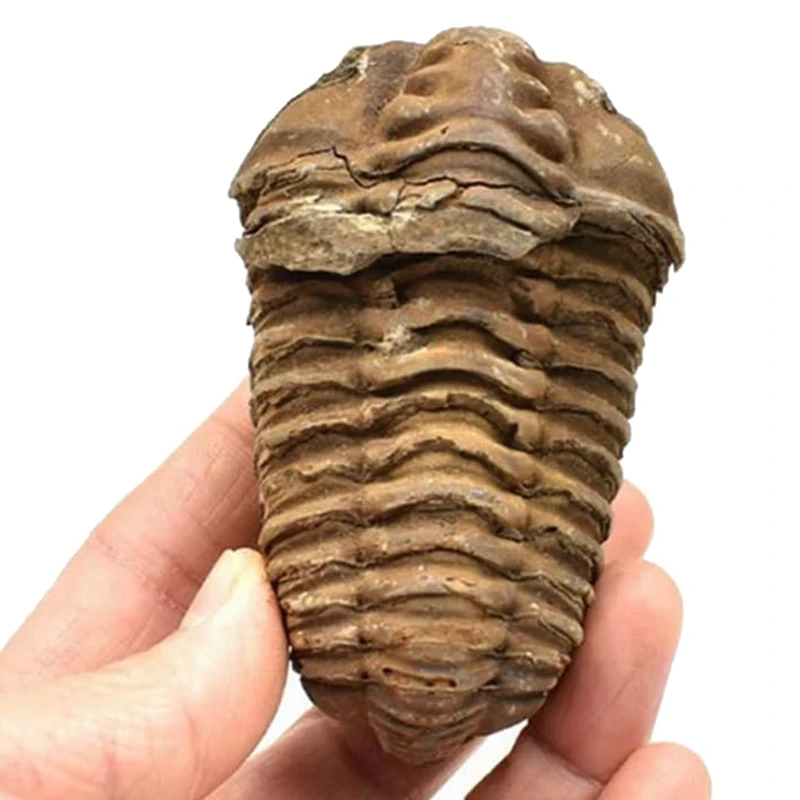 1Pcs Flexicalymene Moroccan Trilobites Fossil 8-9Cm Morocco