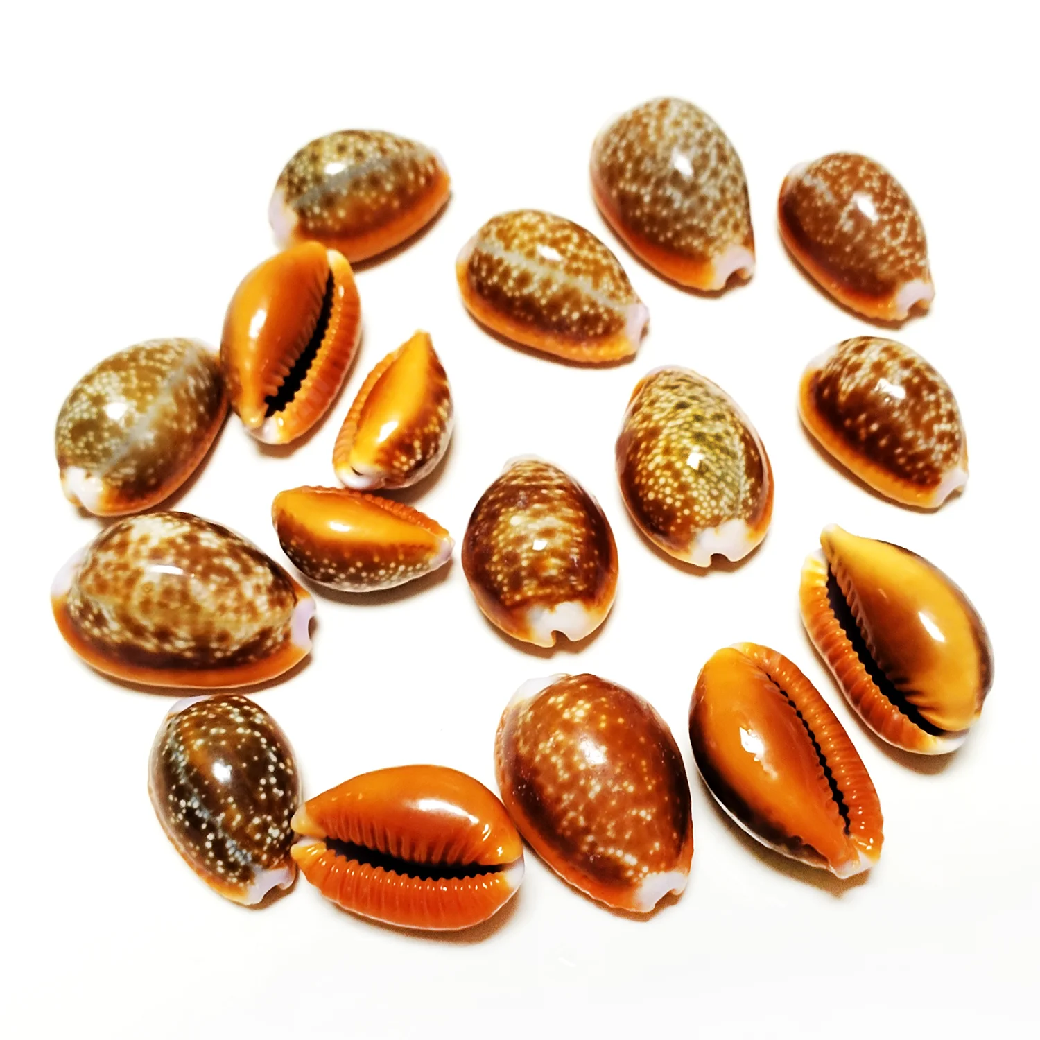 10 PCS Natural Honey Cowrie Shells Reddish Brown Cowrie Snail Erosaria Helvola Seashells Collection Vase Filler DIY Fish Tank