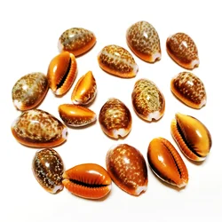 10 PCS Natural Honey Cowrie Shells Reddish Brown Cowrie Snail Erosaria Helvola Seashells Collection Vase Filler DIY Fish Tank