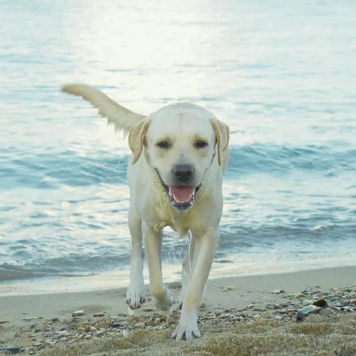 

Dog Training Collar with Remote, IPX7 Waterproof E Collar for Small Medium Large Dogs, Rechargeable Dog Bark Barking Collar