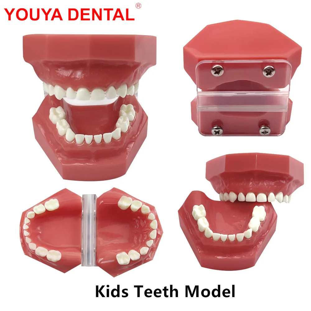 20 Teeth Standard Child Teeth Model Primary / Deciduous /Baby Tooth Kids Dental Typodont Teeth Model For Studying Teaching Demo
