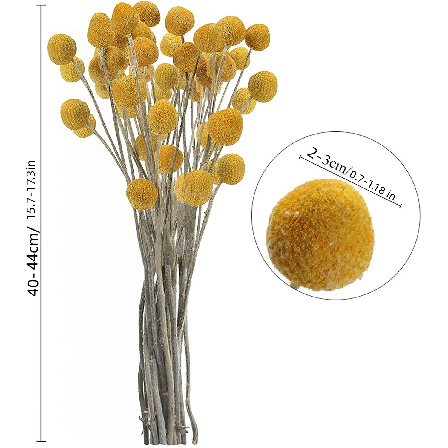 Natural Dried Craspedia Billy Balls Flowers Yellow Flowers Arrangements Bouquet for Boho Farmhouse Wedding Home Vase  DIY Decor