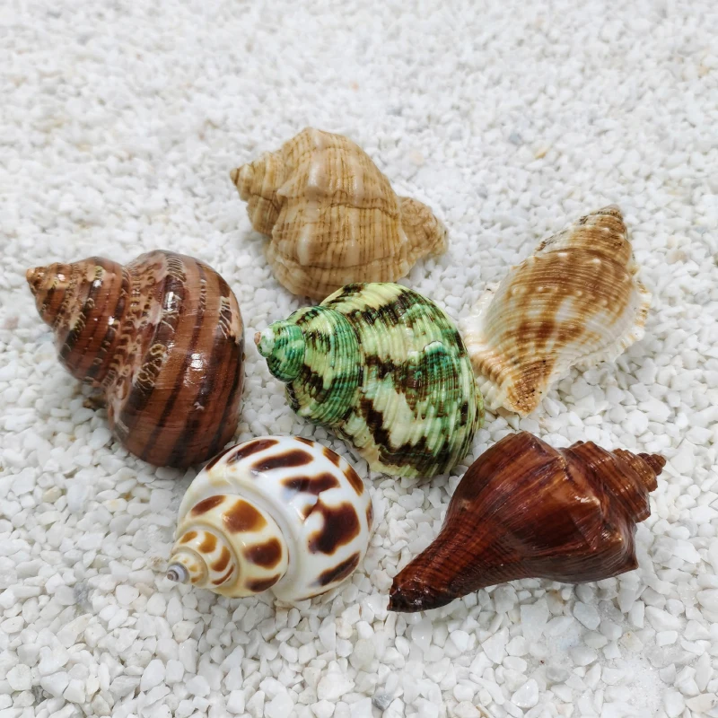 صدف المحار ، السلطعونات ، حوض أسماك ، مناظر طبيعية ، ديكور منزلي #3