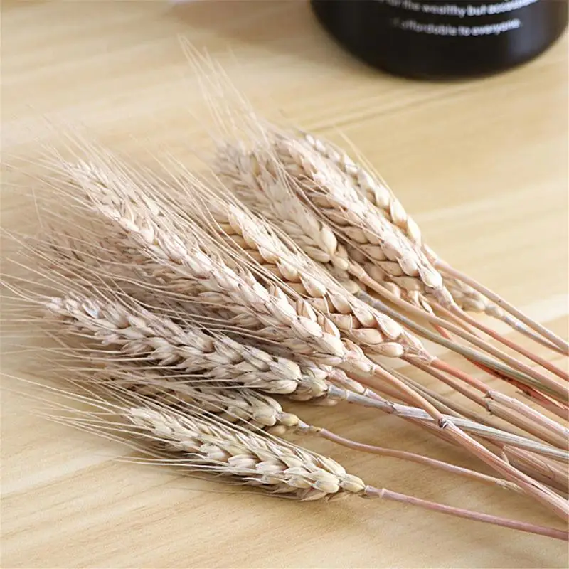 100pcs Wheat Stalks Wheat Bunch 21.7 Inch Fall Arrangement Dried Wheat Sheaves Wheat Stalks Bundle Decor Supplies for Home Table