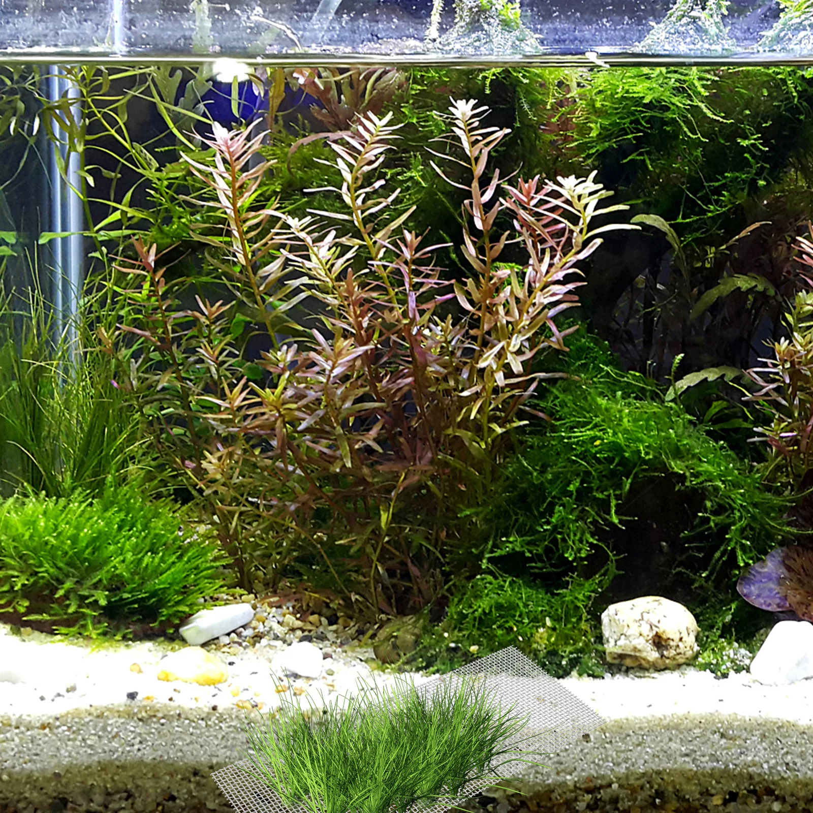 

10Pcs Stainless Steel Moss Mesh Premium Durable Aquatic Wall Moss Carpet for Fish Tank Practical Long Term Use