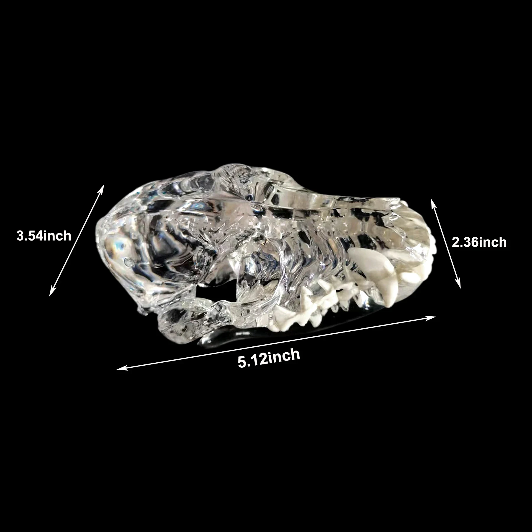Transparent Dog Skull Teeth Anatomical Model Dental Animals Oral Jaw for Education Canine Dental Veterinary Decoration Demo