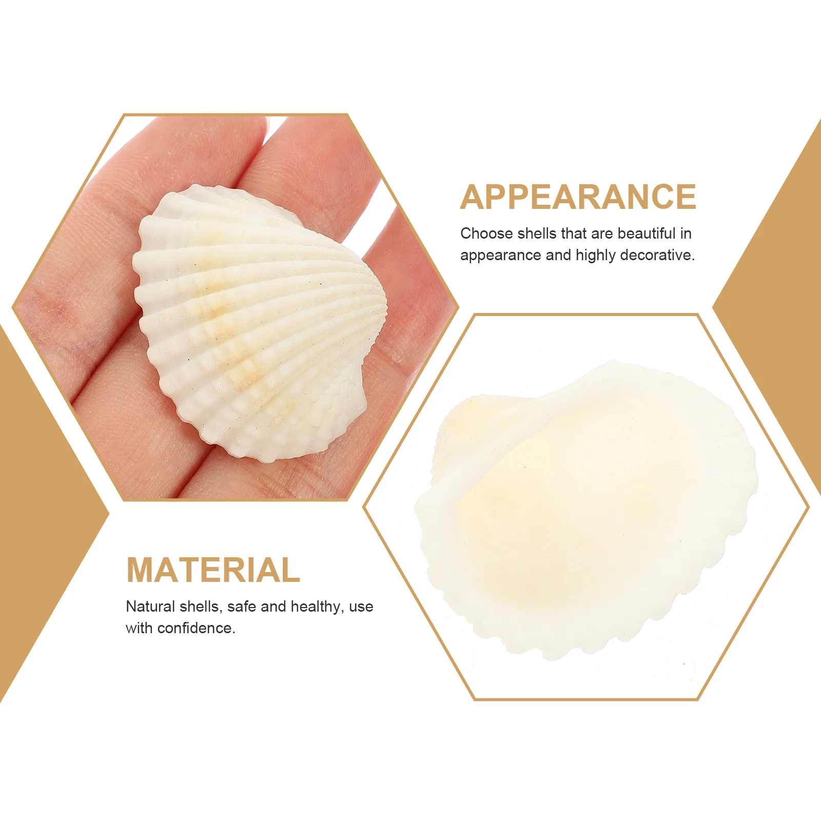

1Set Natural Shell Set Aquarium Seashells Decoration Fish Tank Adornment Ecological Bottle Kit Aquarium Seashells Decoration