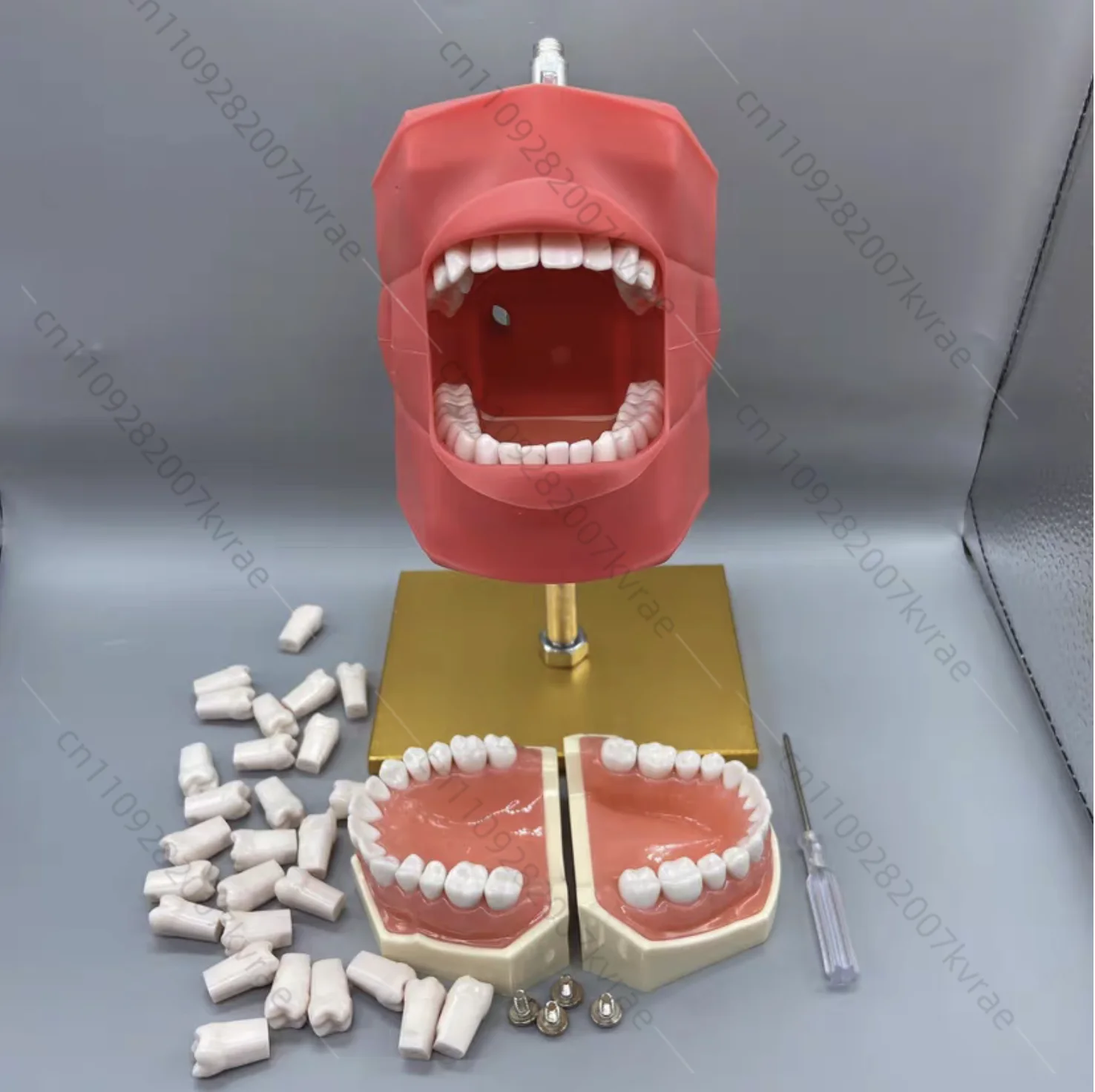 Teeth Preparation Practice Model, Root Canal & Pulp Opening Simulation Mold with Bracket Set