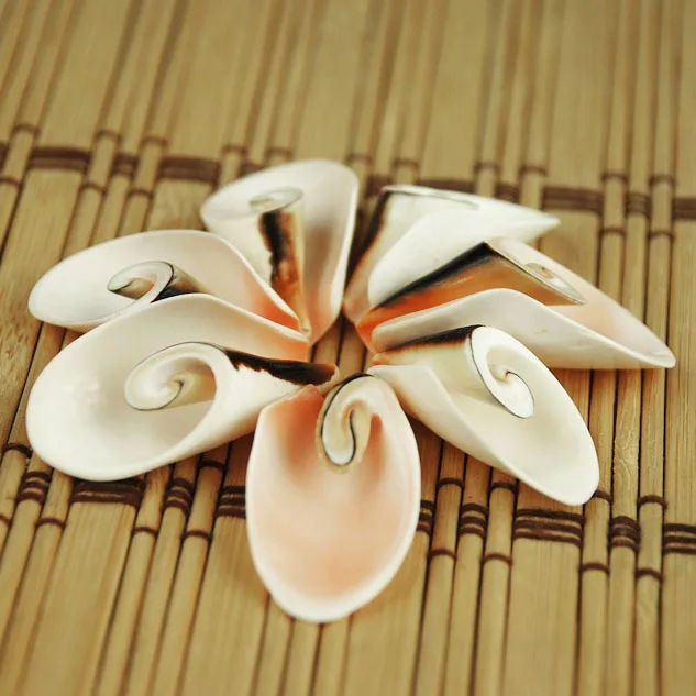 Natural Lambis Truncata 4cm Shell - Peacock Conch Tail Slice, Creative Aquarium Wall Decor, Fashionable Home Ornament, Marine Th