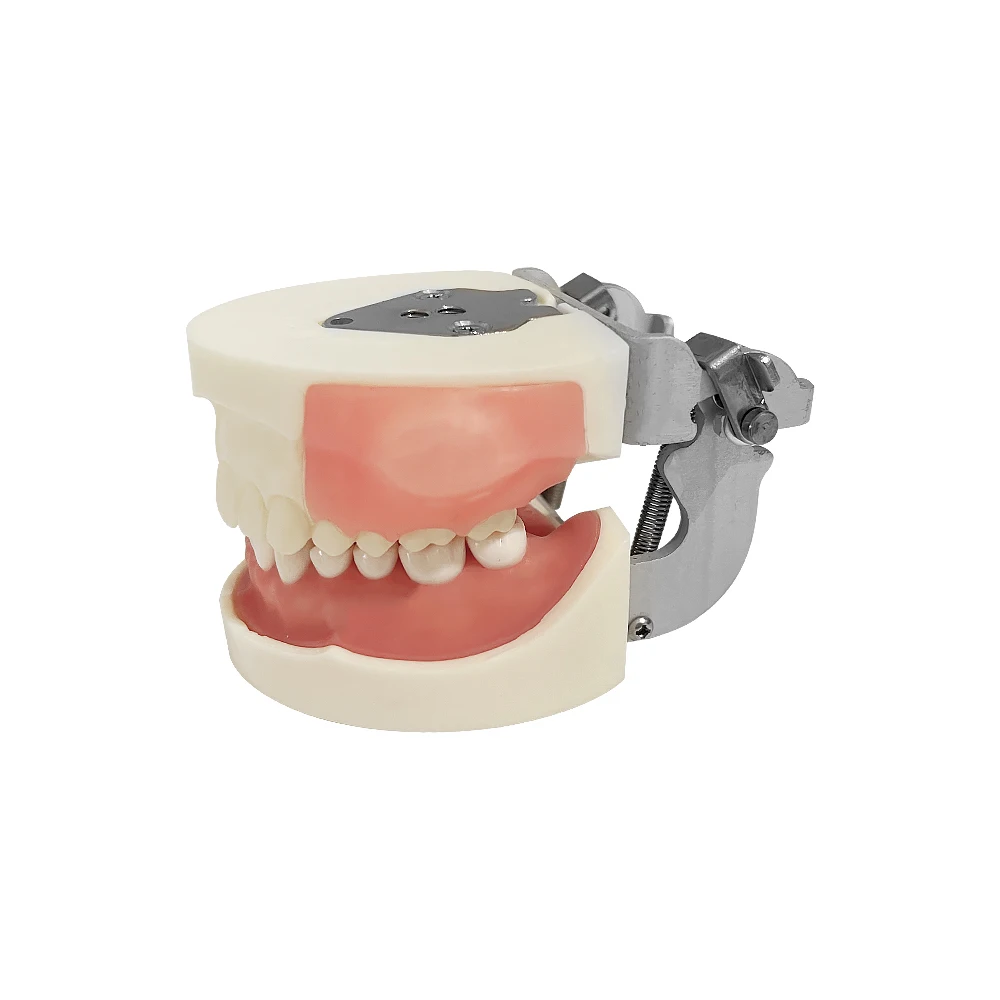 Dental Practice Model Abscess Incision Drainage Model With Removable Typodont Teeth Dentistry Equipment Dentist Student Training