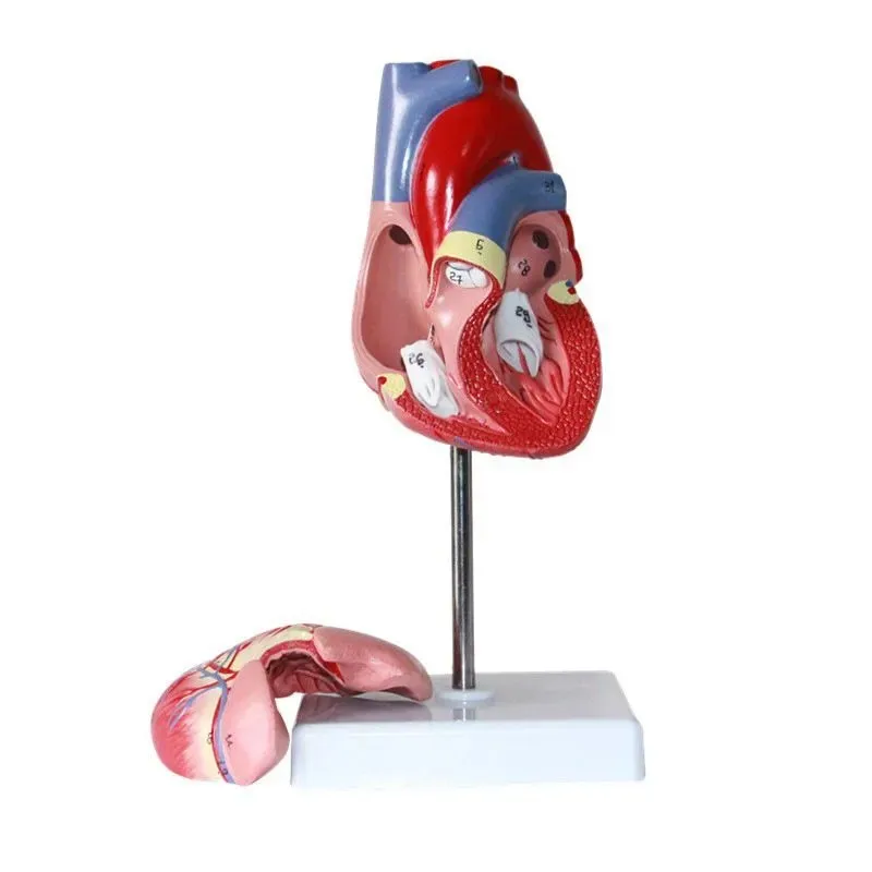 Human Heart Model, 2-Part Deluxe Life Size Human Heart Replica With 34 Anatomical Structures, Held Together With Magnets