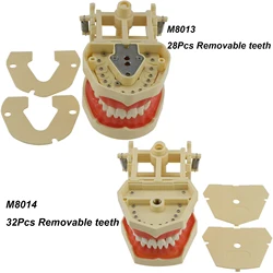 Dental Typodont Model zębów wymienny 28 szt. 32 szt. Zęby Frasaco ANA-4 AG3 Model praktyczny